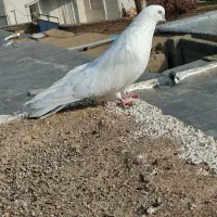 جفت سفید قلدر