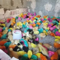 جوجه رنگی واردک و محلی|حیوانات مزرعه|ایرانشهر, |دیوار