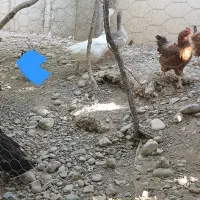 مرغ و خروس غاز و اردک جوجه تخمگذار کرچ شو|حیوانات مزرعه|تهران, بهارستان|دیوار
