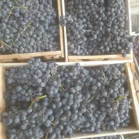 انگور سردشت|خوردنی و آشامیدنی|تهران, آرژانتین|دیوار