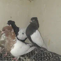کبوتر سینه ای|پرنده|رامهرمز, |دیوار
