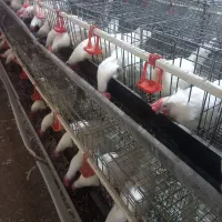 قفس مرغ تخمگذار ممبری ۲۲۰ سری در حد|لوازم جانبی حیوانات|بروجرد, |دیوار