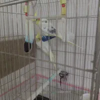 عروس هلندی درشت|پرنده|تهران, شهرک چیتگر|دیوار