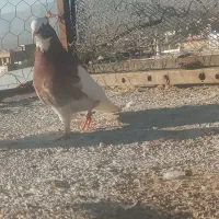 یک عدد کبوتر طوق سرخ شازده کاکول پا لخت