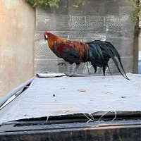 مرغ وخروس فونیکس