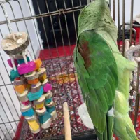 شاه طوطی زیباترین نژاد(توضیحات)