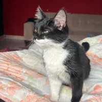 واگذاری گربه سیاه سفید|گربه|تبریز, |دیوار