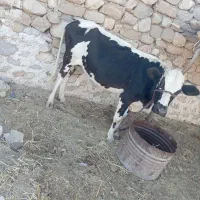 گاو