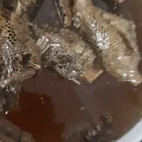 عسل کاملا طبیعی به شرط زنبور وحشی|خوردنی و آشامیدنی|اهواز, کمپلو جنوبی|دیوار