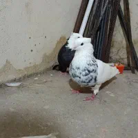 یک جفت طوقی الماسی نر و ماده سیاه