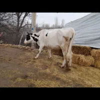 گاو آبستن|حیوانات مزرعه|مشگین شهر, |دیوار