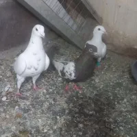 کبوتر|حیوانات|مشهد, ویلاشهر|دیوار