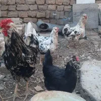 خروس گلین و محلی چهل تاج لری