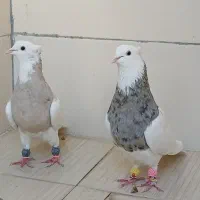 طوقی|پرنده|پیر بکران, |دیوار