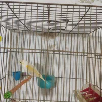 قناری نر ماده