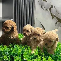 توی پودل دختر و پسر (رد،اپریکات،دارک)