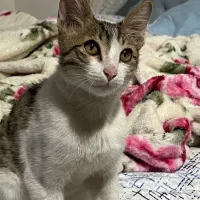 واگذاری سرپرستی گربه پسر|گربه|رشت, گلباغ نماز|دیوار