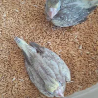 جوجه عروس هلندی سرلاکی