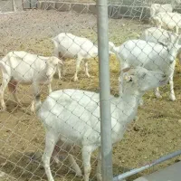 شیر بز گوسفند