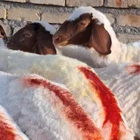کاوور بره خوشکل و خاص عروسک