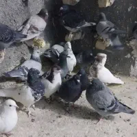 کبوتر|پرنده|شیروان (خراسان), |دیوار