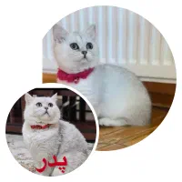 گربه بریتیش