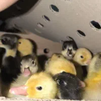 جوجه اردک پکنی تخمگذار و گوشتی