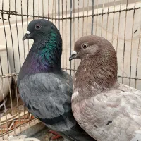 کفتر نر و ماده پرشی