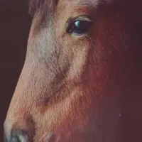 فروش فوری ویا معاوضه اسب با وسایل یا حیوانات