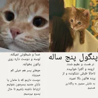 واگذاری گربه