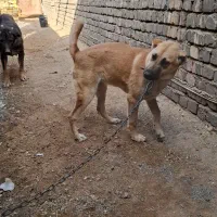 واگذاری توله دهن پاک|سگ|قنوات, |دیوار