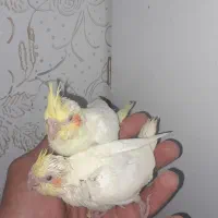 عروس پاریس|پرنده|حمیدیه, |دیوار