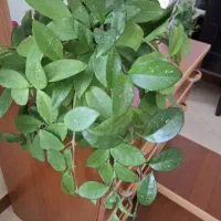 گل طبیعی هیدروکتیل و هویا(پیچ شمعی)|گل و گیاه طبیعی|کرج, باغستان|دیوار