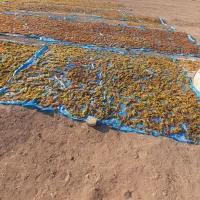 فروش کشمش تیزاب درجه یک امسال