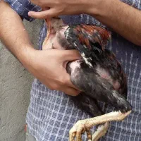 جوجه خروس لاری اصیل ( عکسها قدیمی هستن )