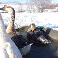 قوغاز محلی اصیل