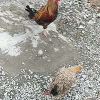 مرغ خروس عالی خروس