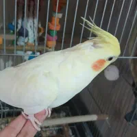 یک جفت عروس مولد|پرنده|تهران, تهران‌ویلا|دیوار