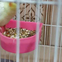 پرنده عروس هلندی|پرنده|اندیمشک, |دیوار