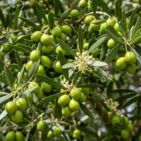 نهال زردآلو شاهرودی،انتخاب ممتاز باغداران اقتصادی|خدمات باغبانی و درختکاری|آباده, |دیوار