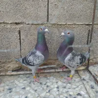 4تا نر مسافتی درجه یک