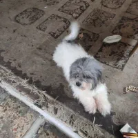 شیتزو عروسکی|سگ|رشت, دیانتی|دیوار