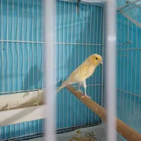 قناری ماده آماده  فروشی یا معاوضه