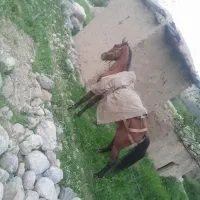 اسب نریان ۴ سال
