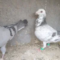نر وماده المانی