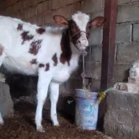 گوساله دورگه|حیوانات مزرعه|پلدختر, |دیوار