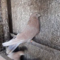 کبوتر زرد و سرخ|پرنده|اصفهان, منتظرالمهدی|دیوار