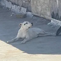 دوگو آراژانتین