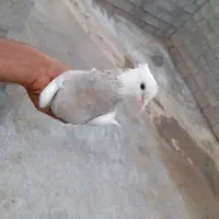 کفتر ها عالی|پرنده|میناب, |دیوار