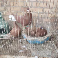 نرو ماده دم سفید